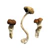 Malaysian Mushrooms, a strain of Psilocybe cubensis, are renowned for their distinctive visual and emotional effects. Originating from the tropical regions of Malaysia, these mushrooms offer a potent psychedelic experience.